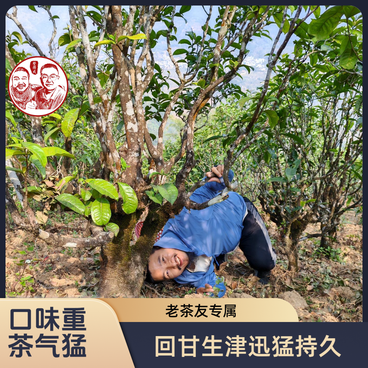 【25年春风 散茶 正价链接】 古树纯料 勐库大雪山核心区