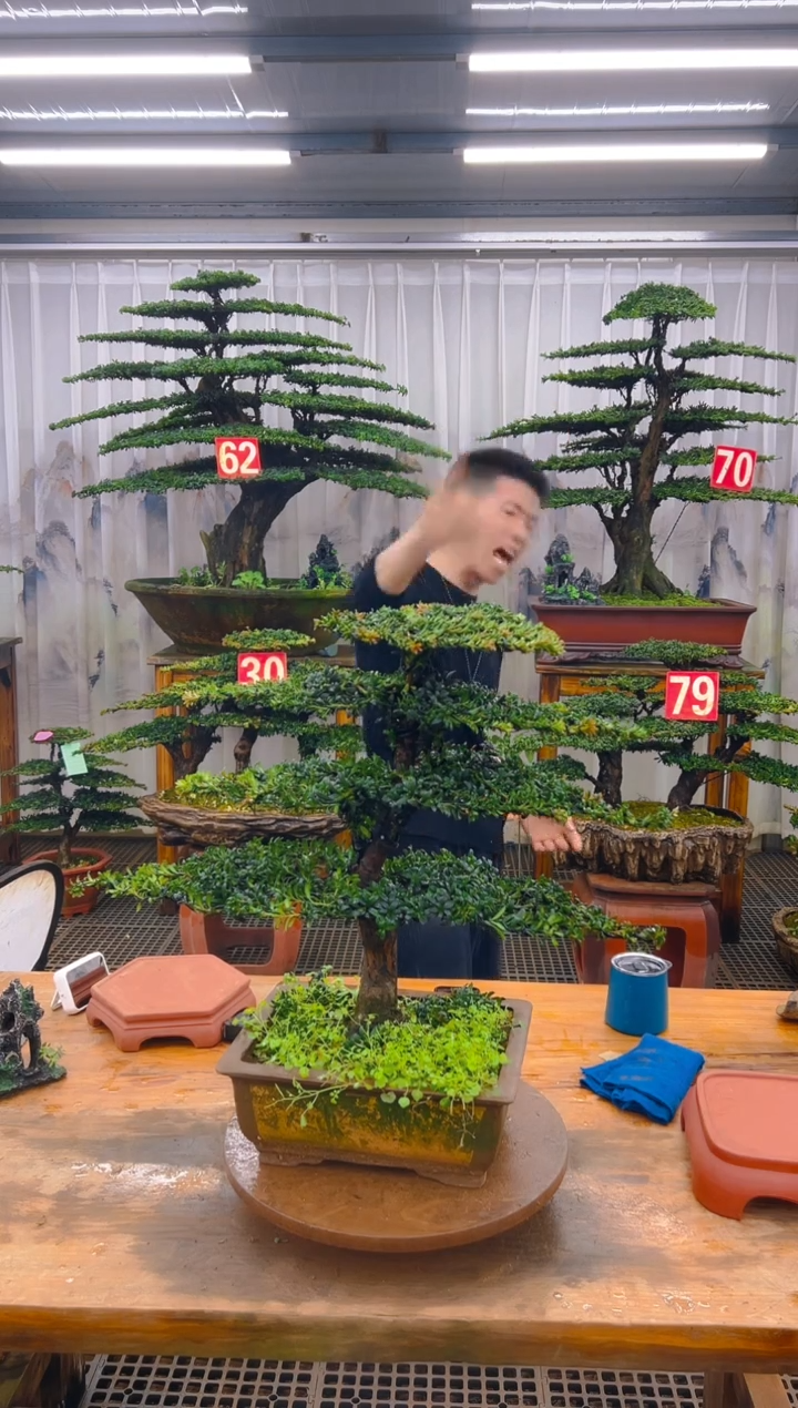 无花朵精品盆景直播间一物一拍