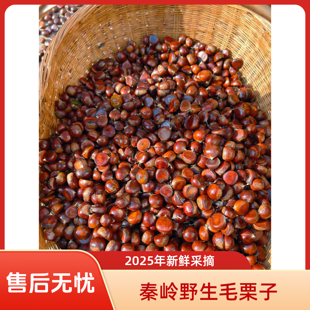 【深山毛栗】25年陕西秦岭深山毛栗新鲜野栗板栗当季包邮3斤5斤甜糯