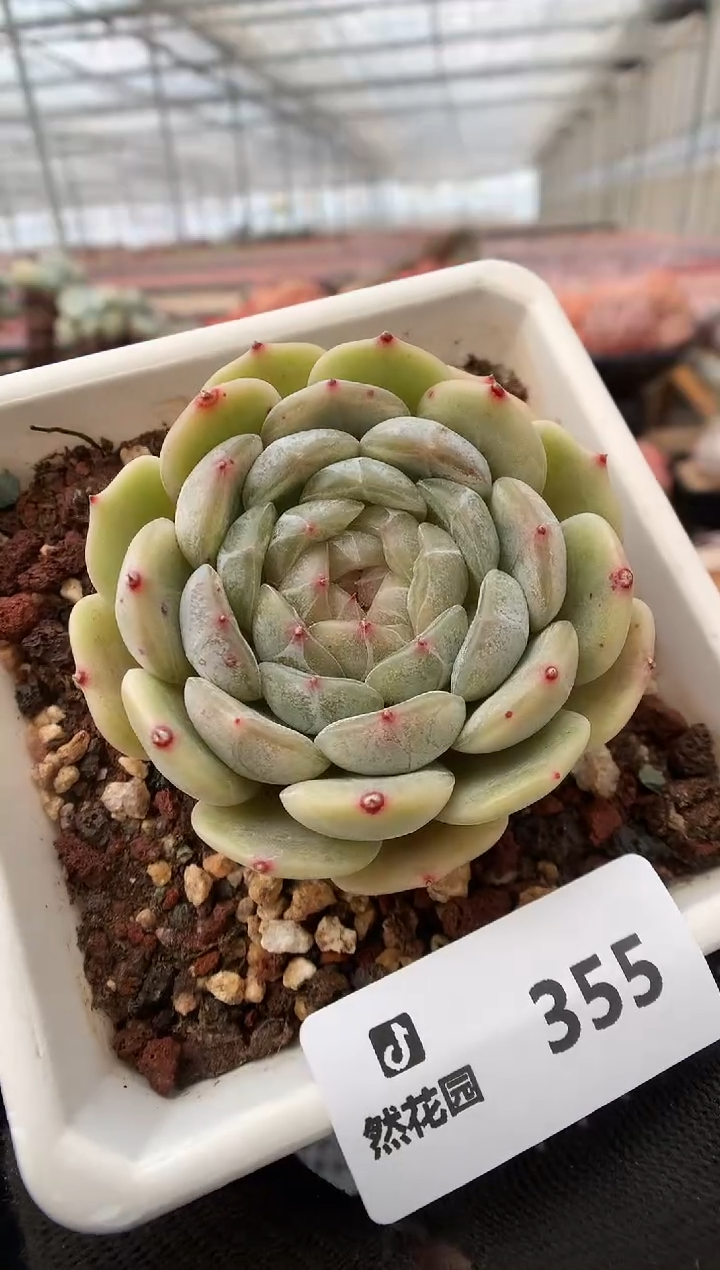 【闪购商品】355白恋一物一拍