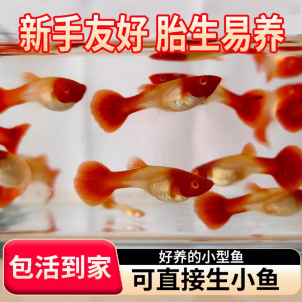 精品鸿运当头孔雀鱼小型热带观赏鱼胎生鱼淡水鱼好养好活