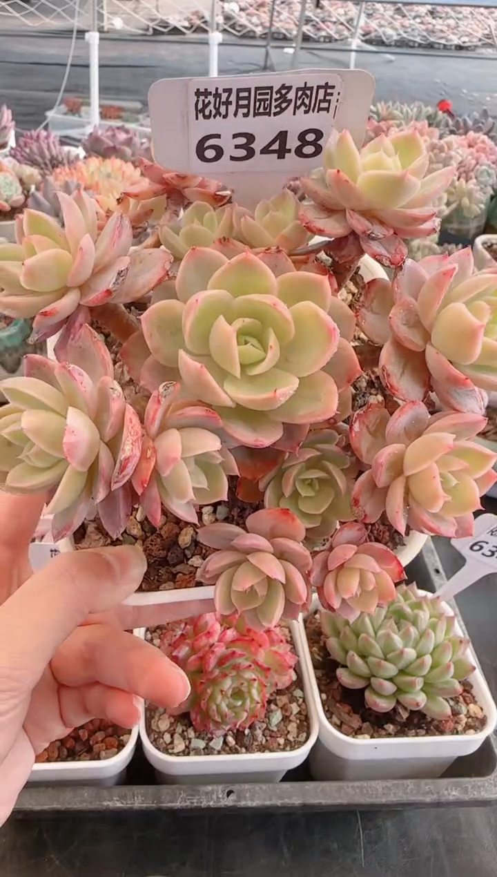 【闪购商品】6348丝绸面纱