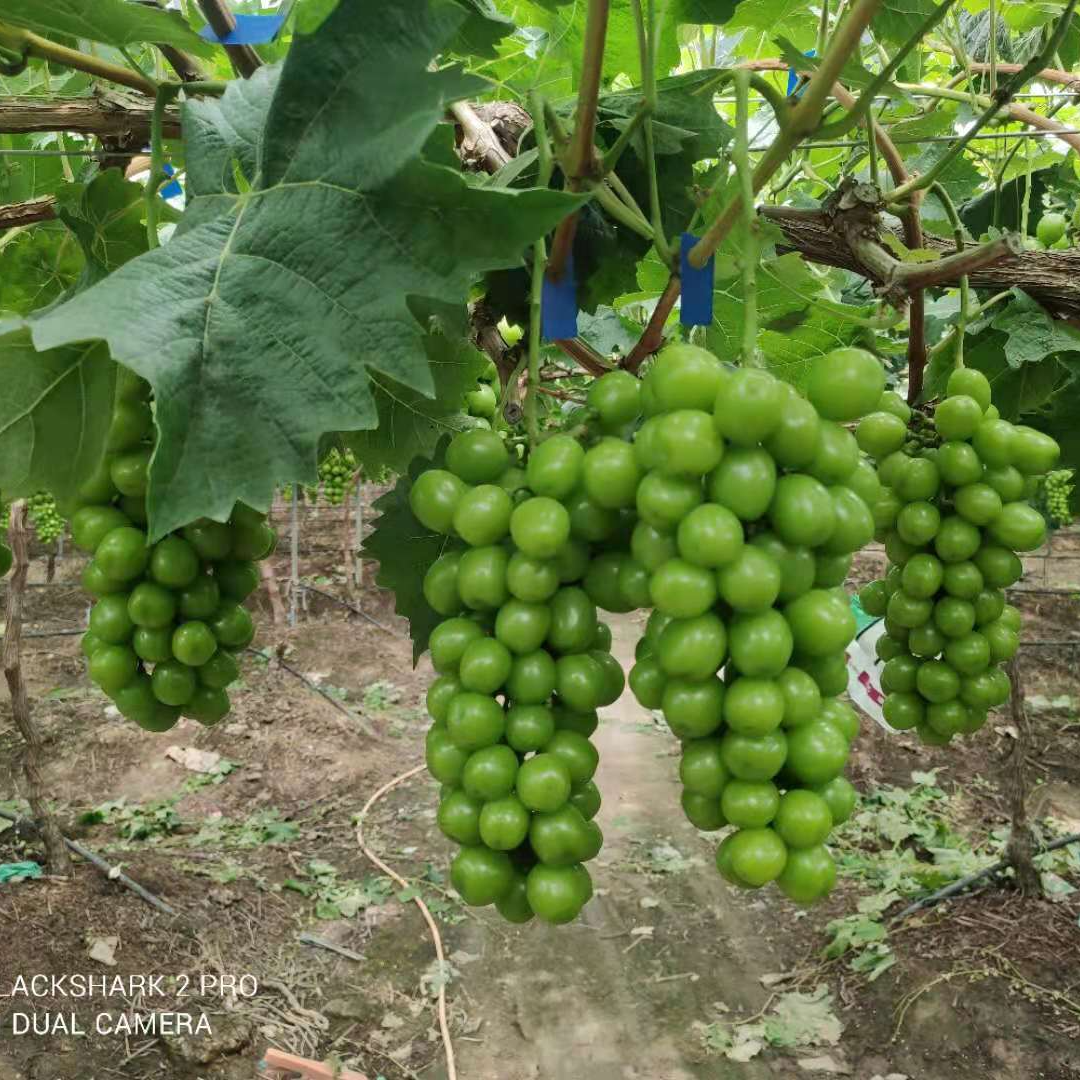 阳光玫瑰葡萄 上海南汇新脆多汁香味浓郁