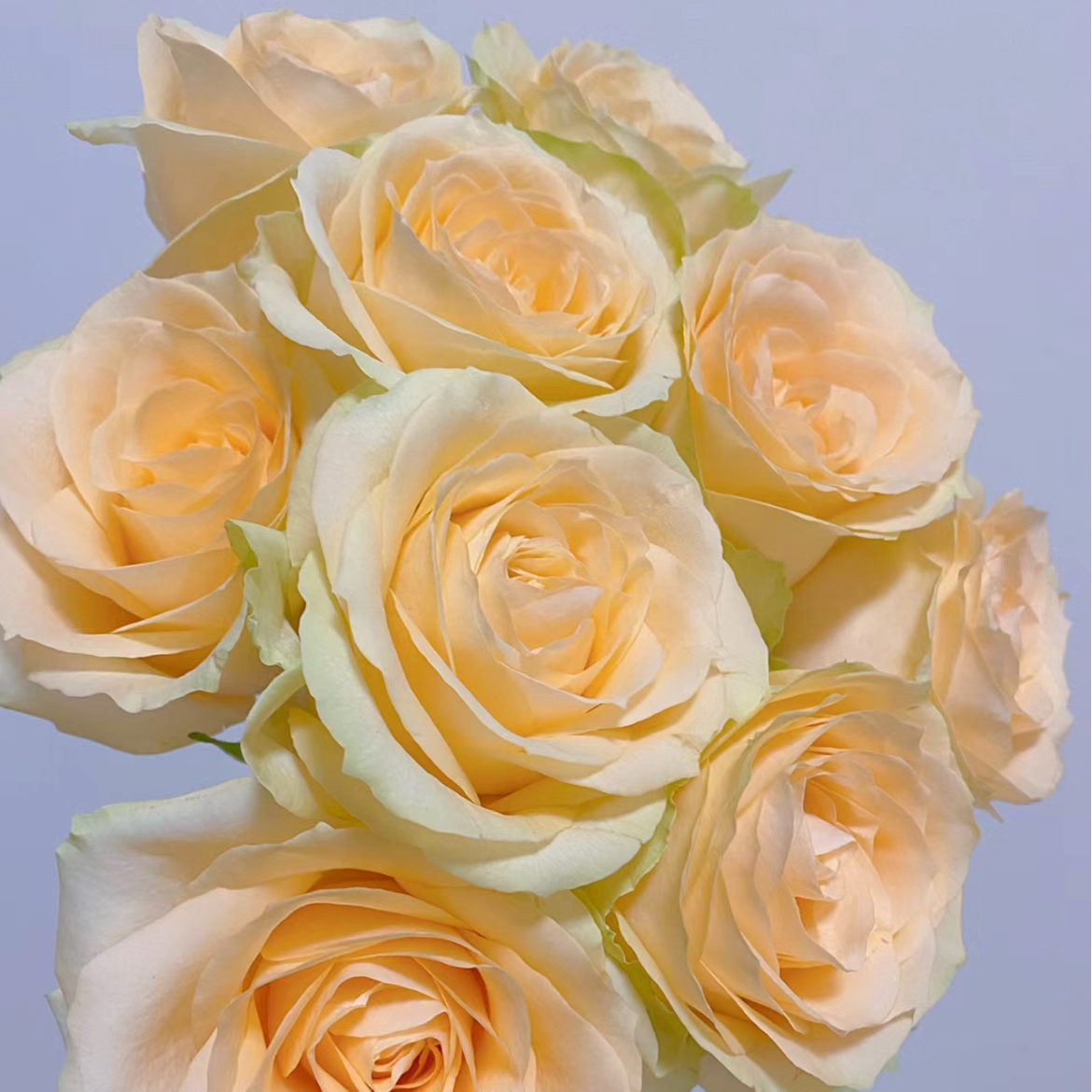 鲜花【香槟玫瑰】家庭同地址两单顺丰或京东送货上门