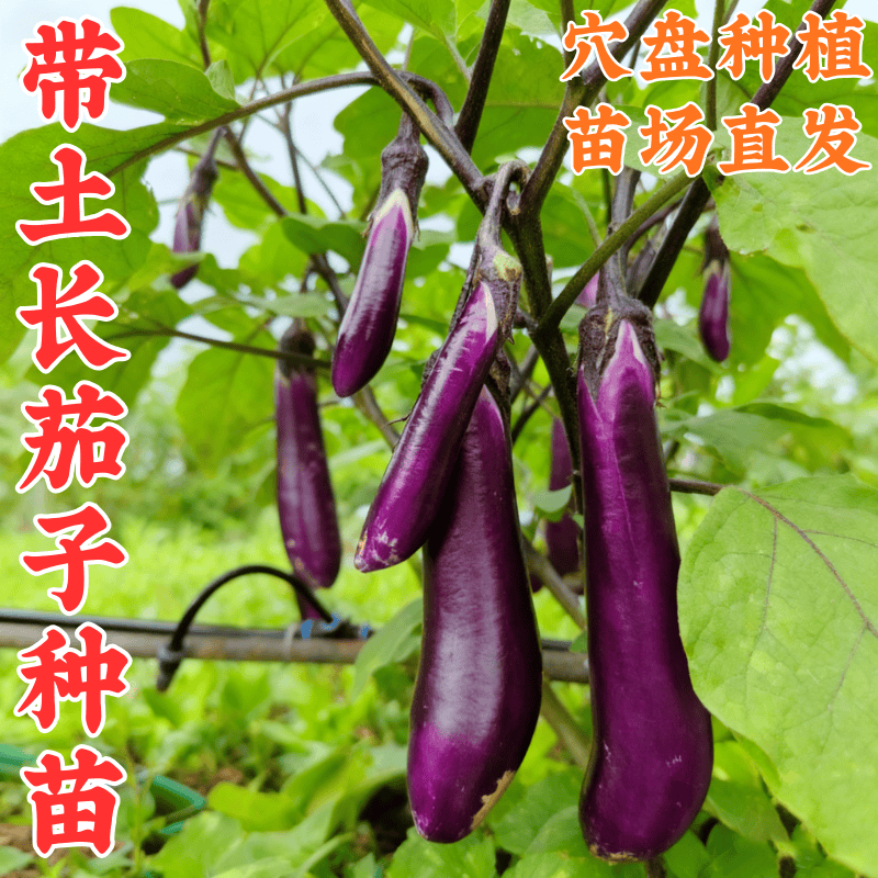 苗场紫长茄子苗 带土发货全国适种阳台室外四季盆栽杭茄青绿圆茄