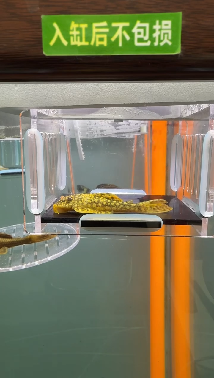 清道夫鱼132号14入缸不包损录制完整开箱视频6厘米