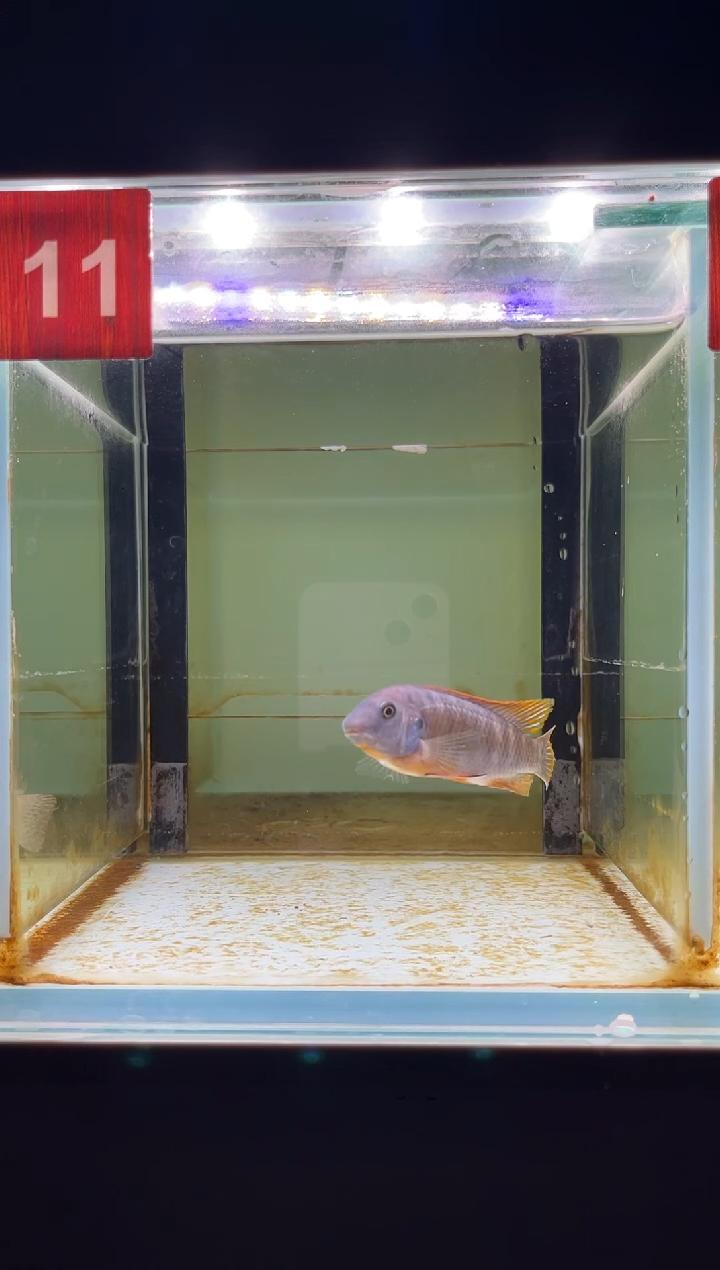 海水三湖慈鲷人工