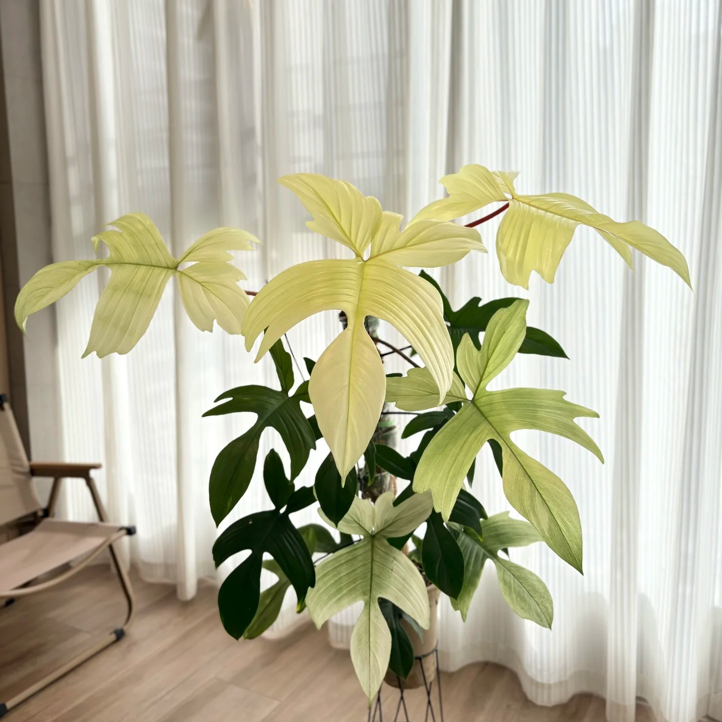 佛罗里达幽灵飞机蔓绿绒室内观叶绿植盆栽