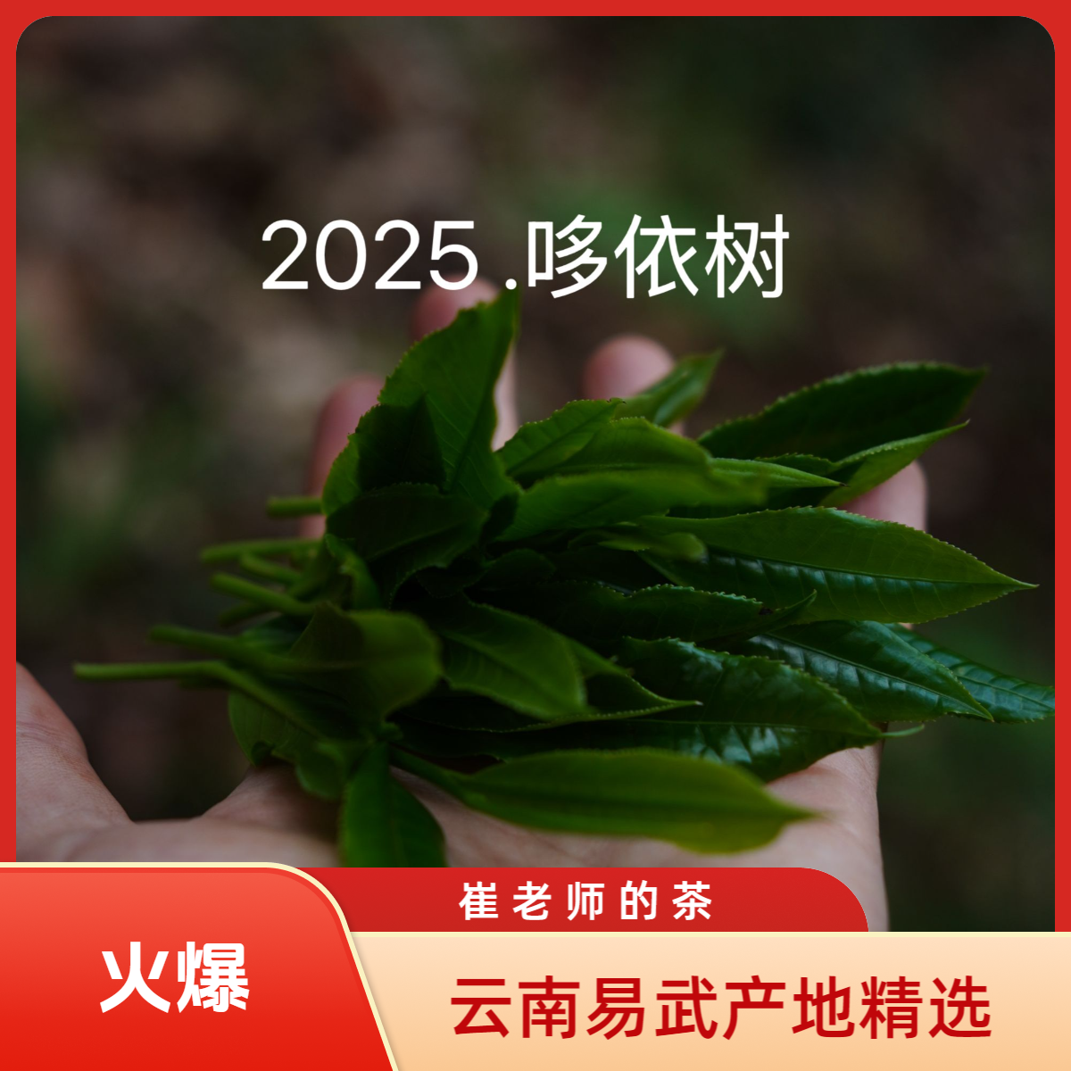 2025年 易武哆依树头春普洱茶（生茶）散茶