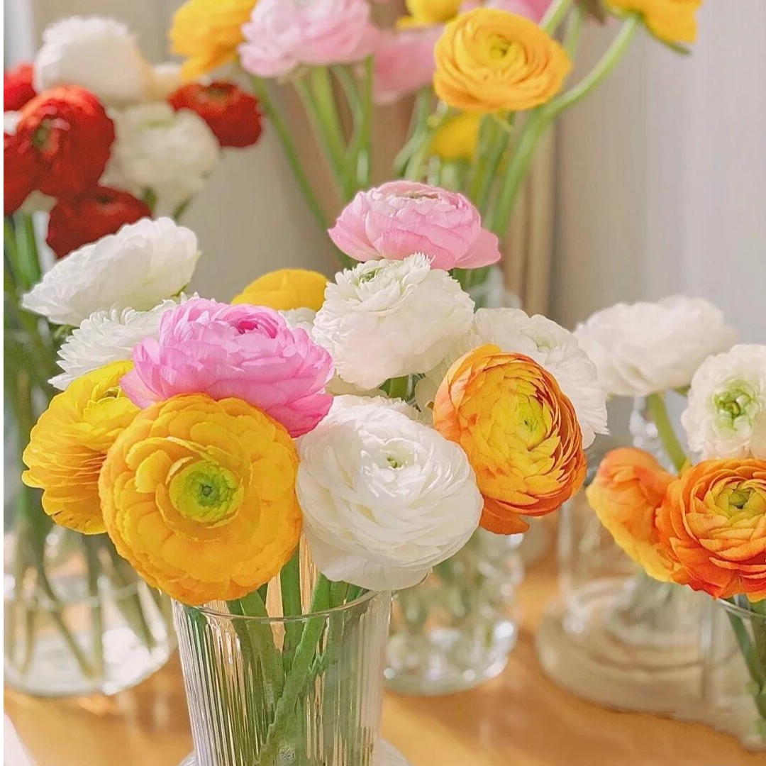 洋牡丹鲜切花寓意富贵吉祥昆明基地直发