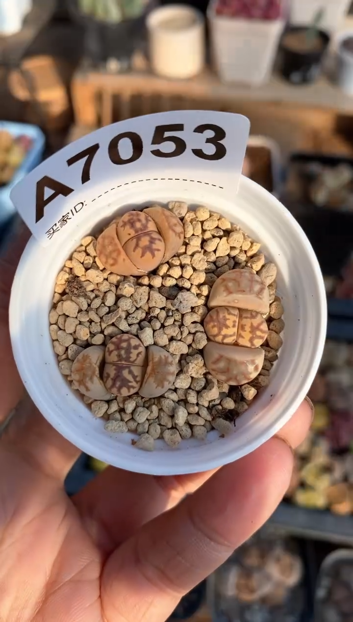 【闪购商品】7053佐罗三个