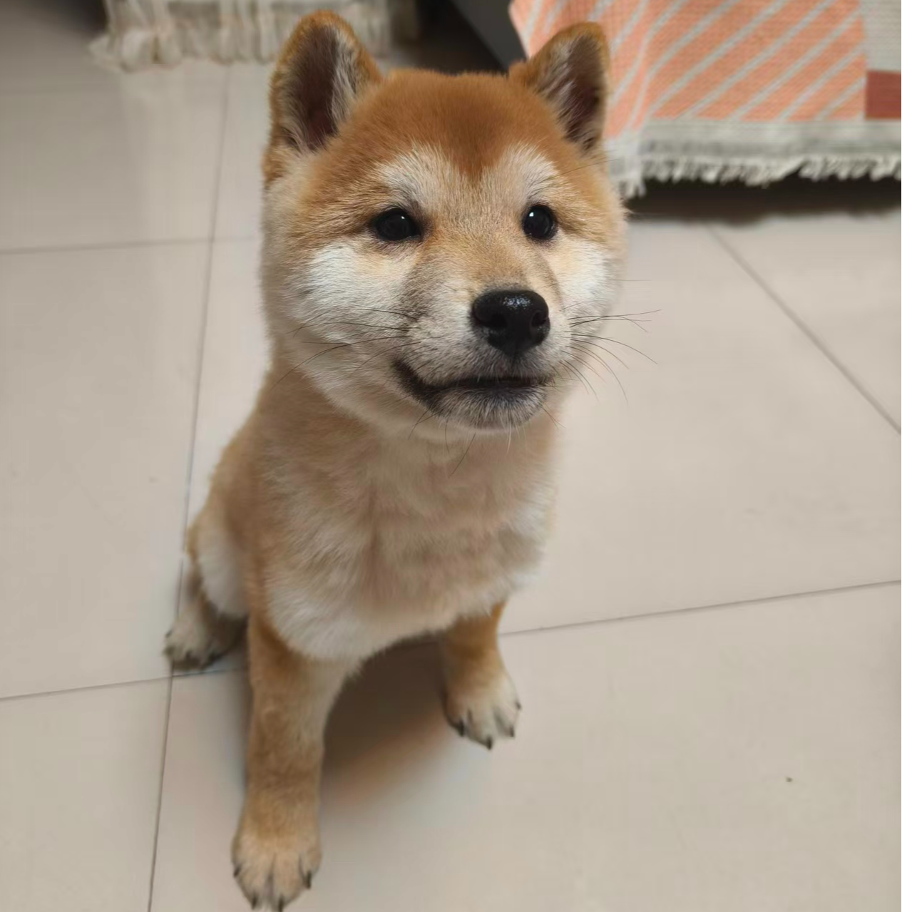 可爱赤色柴犬幼犬聪明伶俐