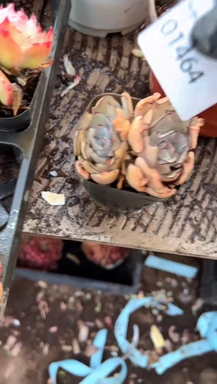 柠**汁多肉植物一物一拍01464