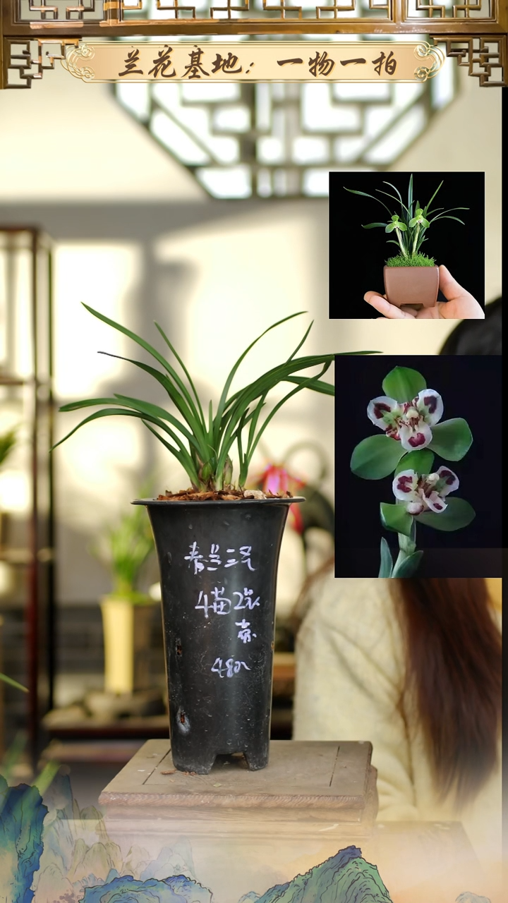 全部花苞三圣带花苞