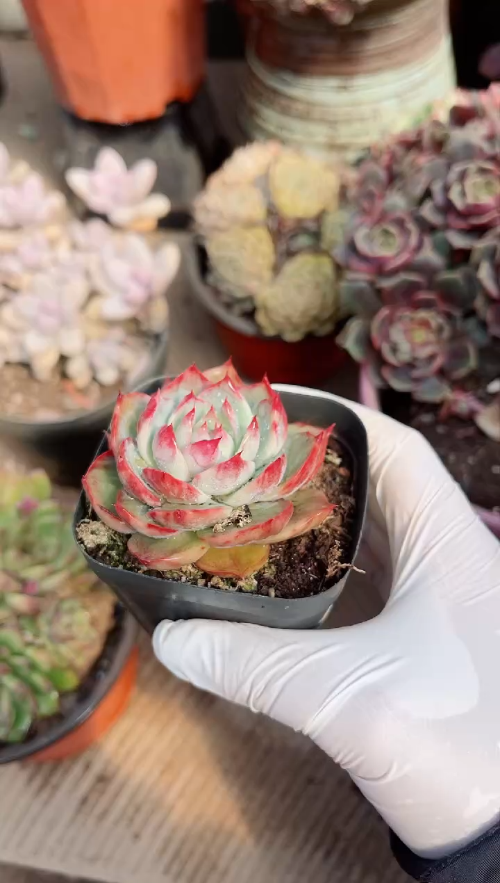 【闪购商品】02569