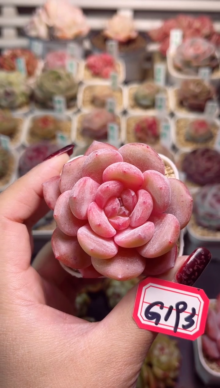 【闪购商品】G193荧光泡泡一物一拍