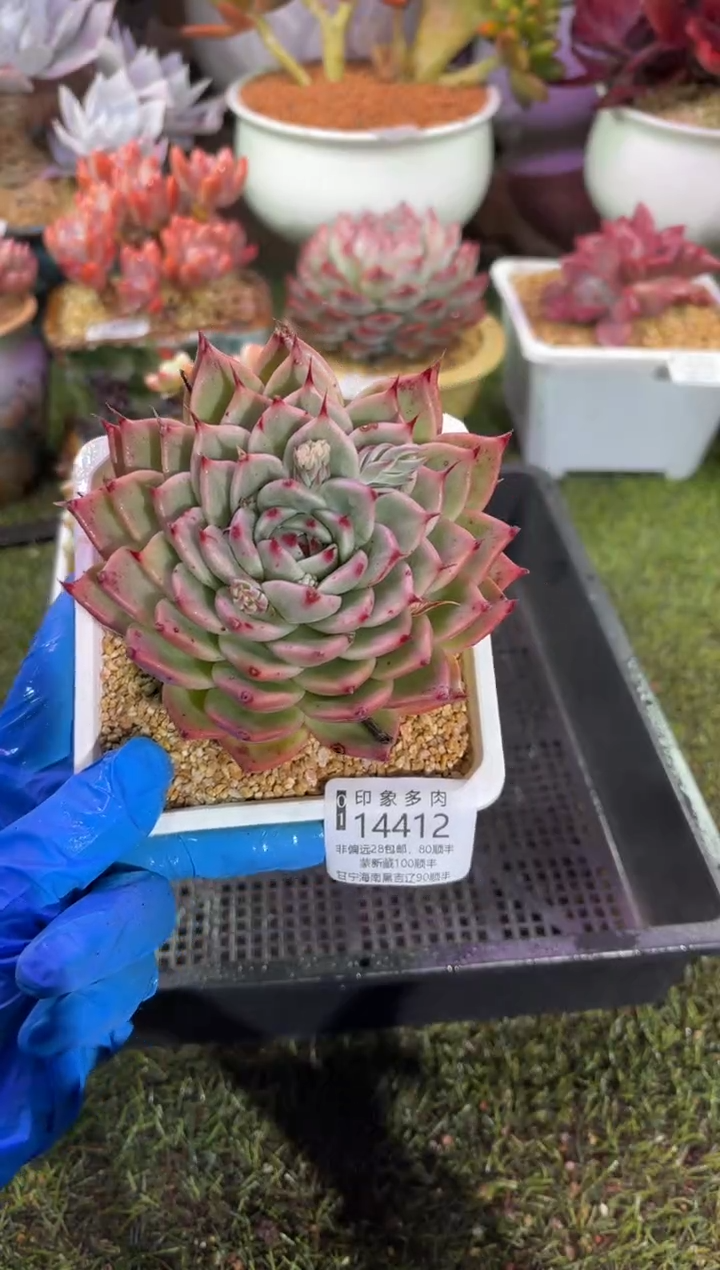 【闪购商品】14412