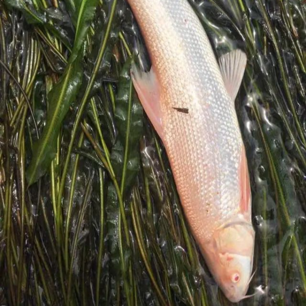鲜活淡水鱼   四川红色银鳕鱼   淡水养殖