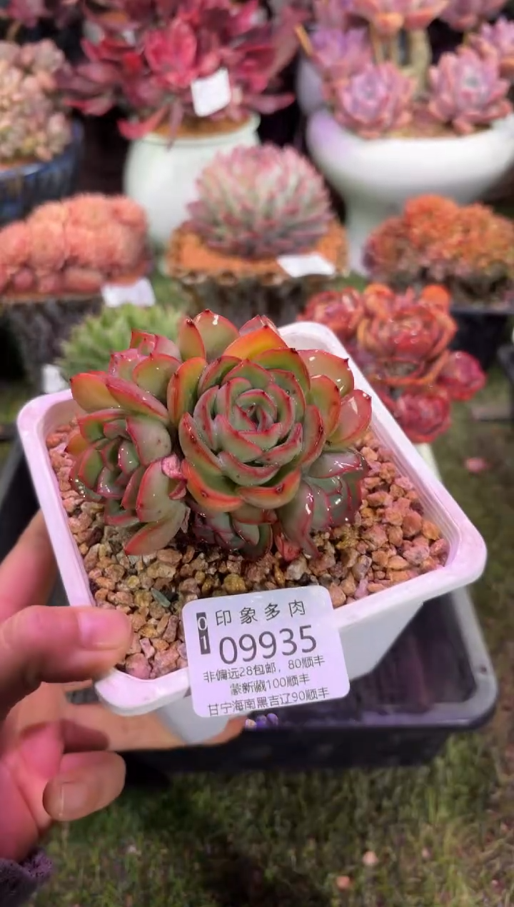 【闪购商品】09935