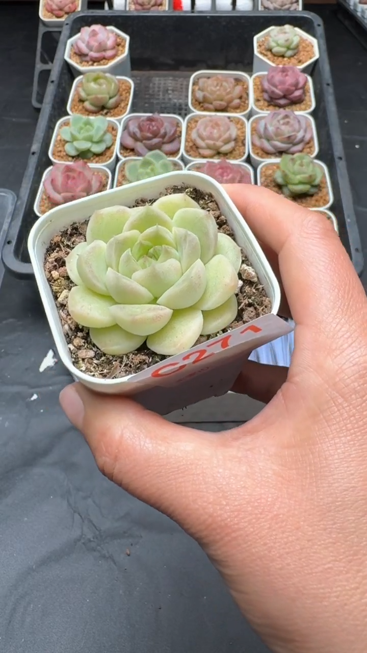 【闪购商品】287号珍妮多肉一物一拍3单包邮