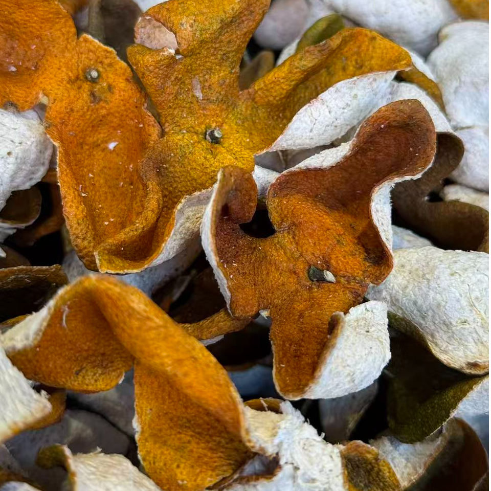 2025新会梅江大红皮（拍三发五）