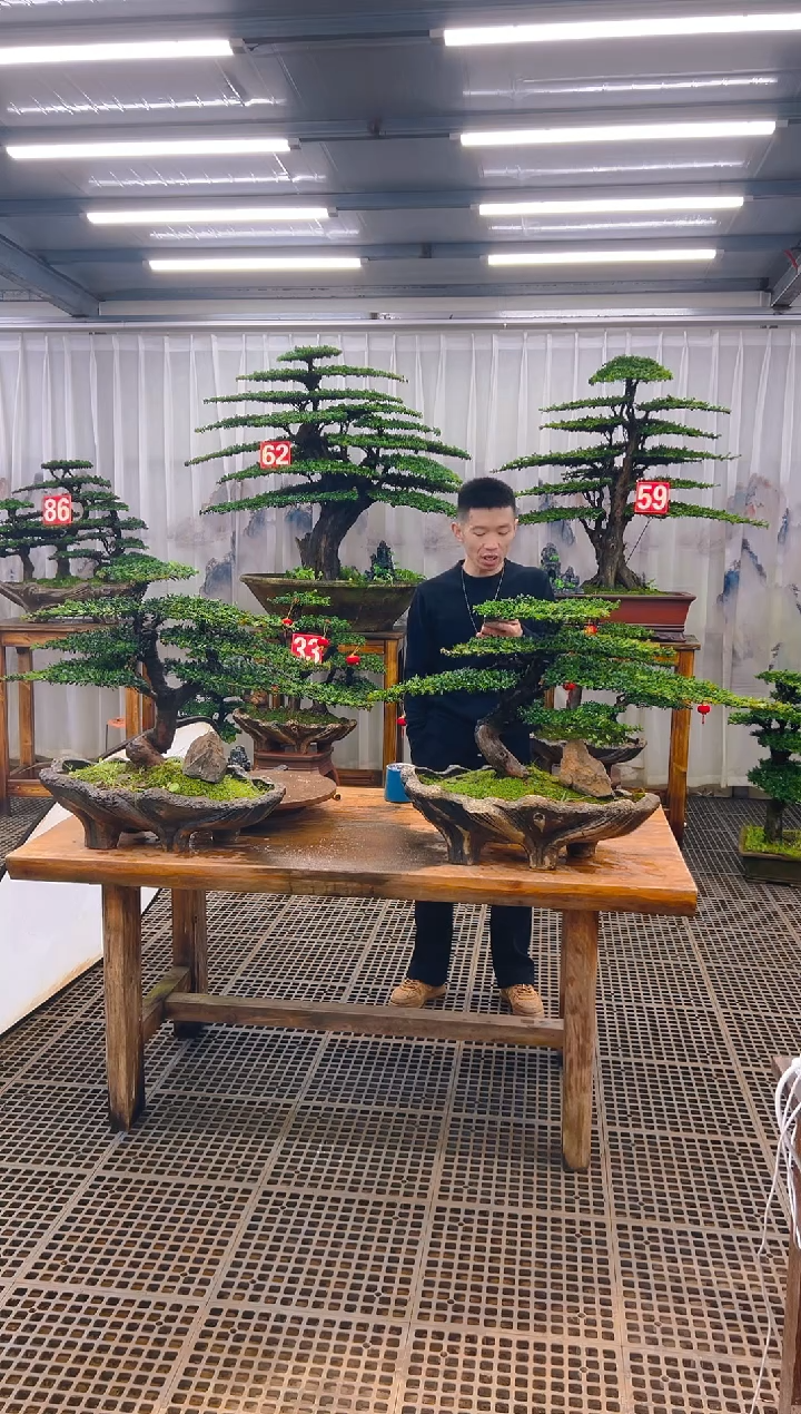 无花朵每**读精品盆景直播间一物一拍