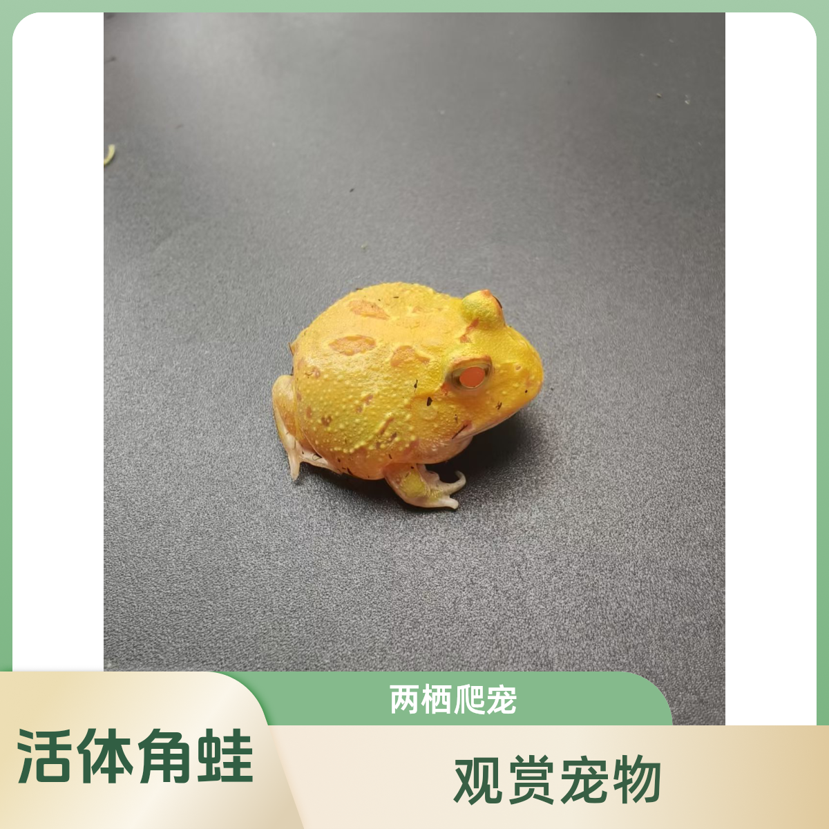 角蛙南美角蛙黄金蛙