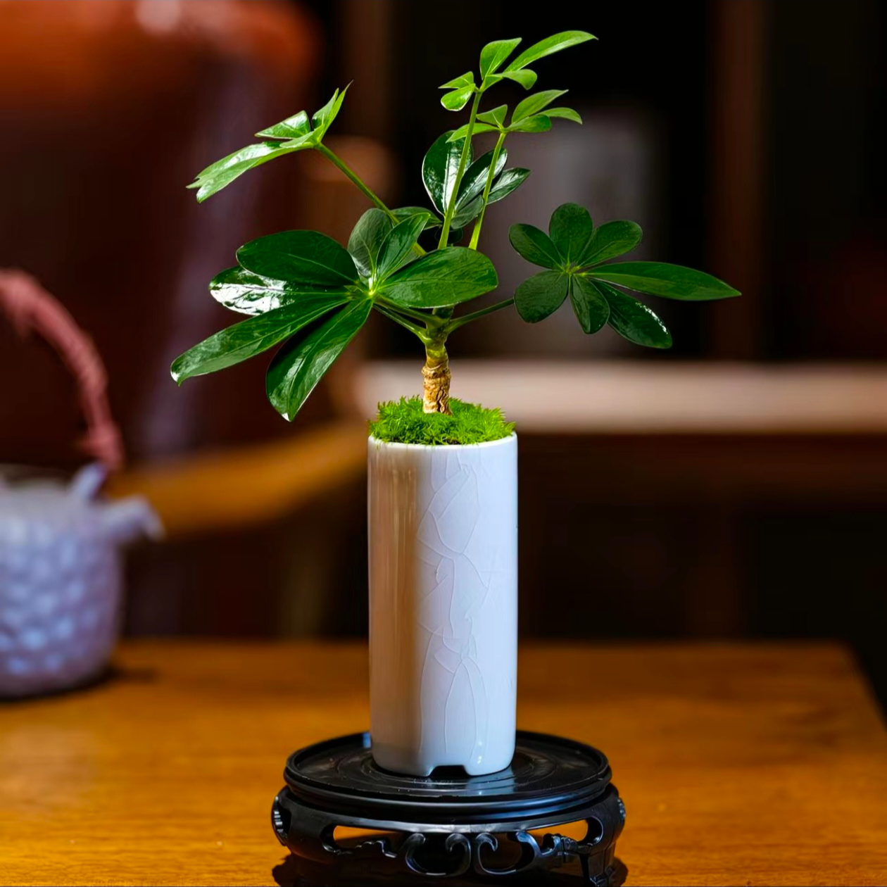 水培七叶莲鸭脚木八方来财摇钱树绿植盆栽室内四季常青观叶植物