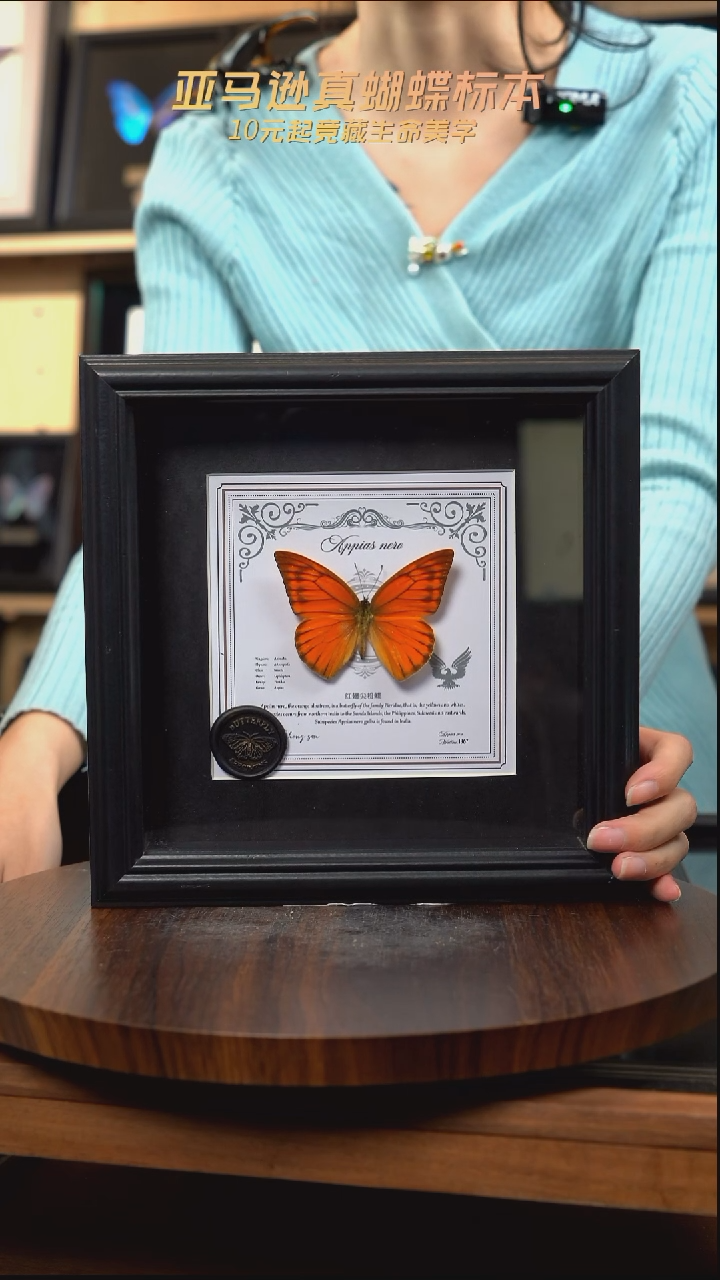 红翅尖粉蝶盲盒版7寸方框