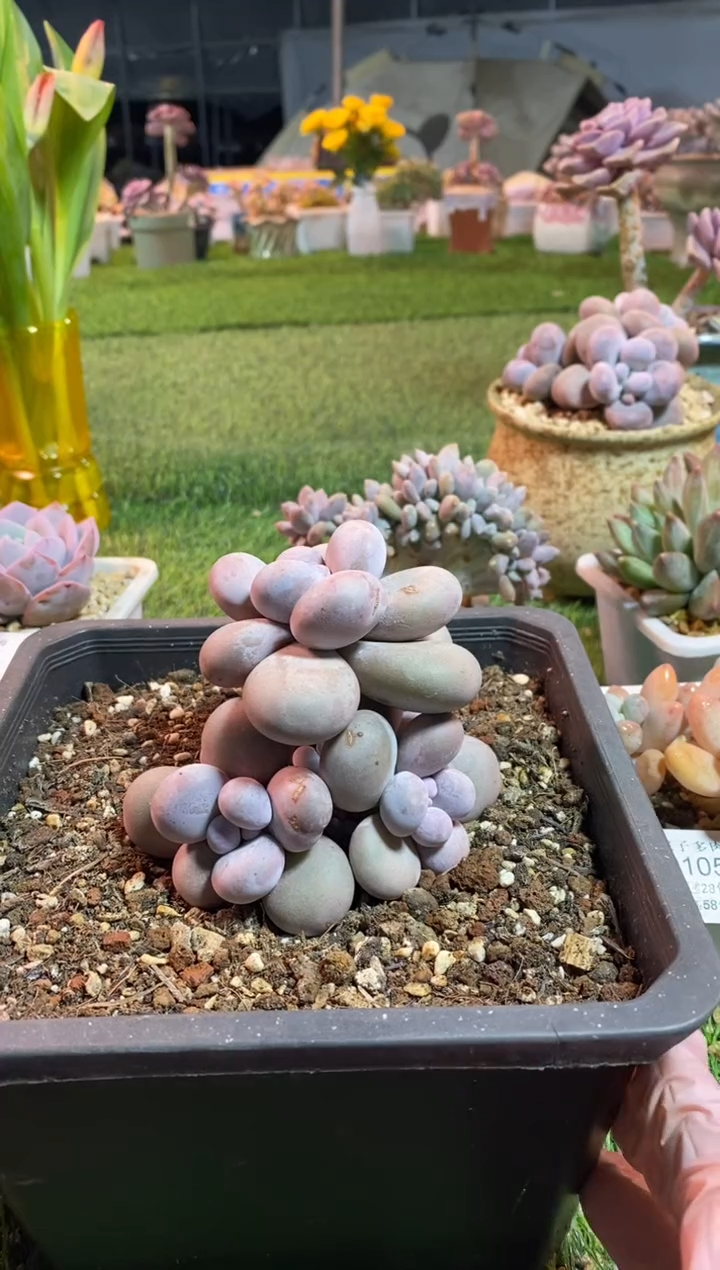 【闪购商品】0107a