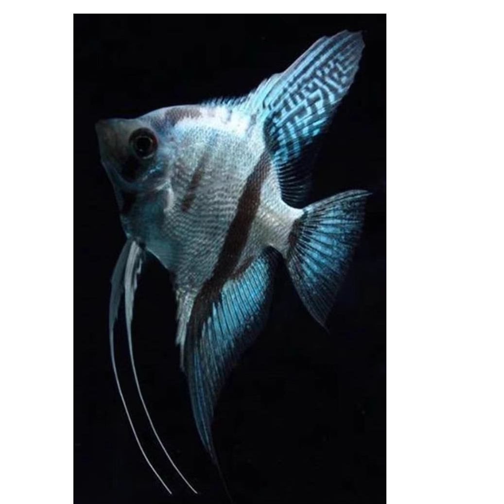 蓝魔神仙燕鱼魔鬼燕小型热带鱼