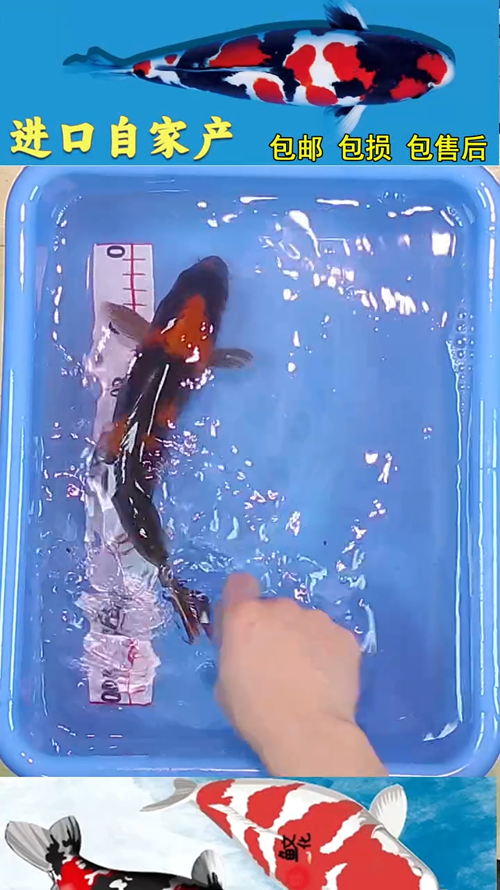 锦鲤2025/12/28悦鲤阁甄选锦鲤--29