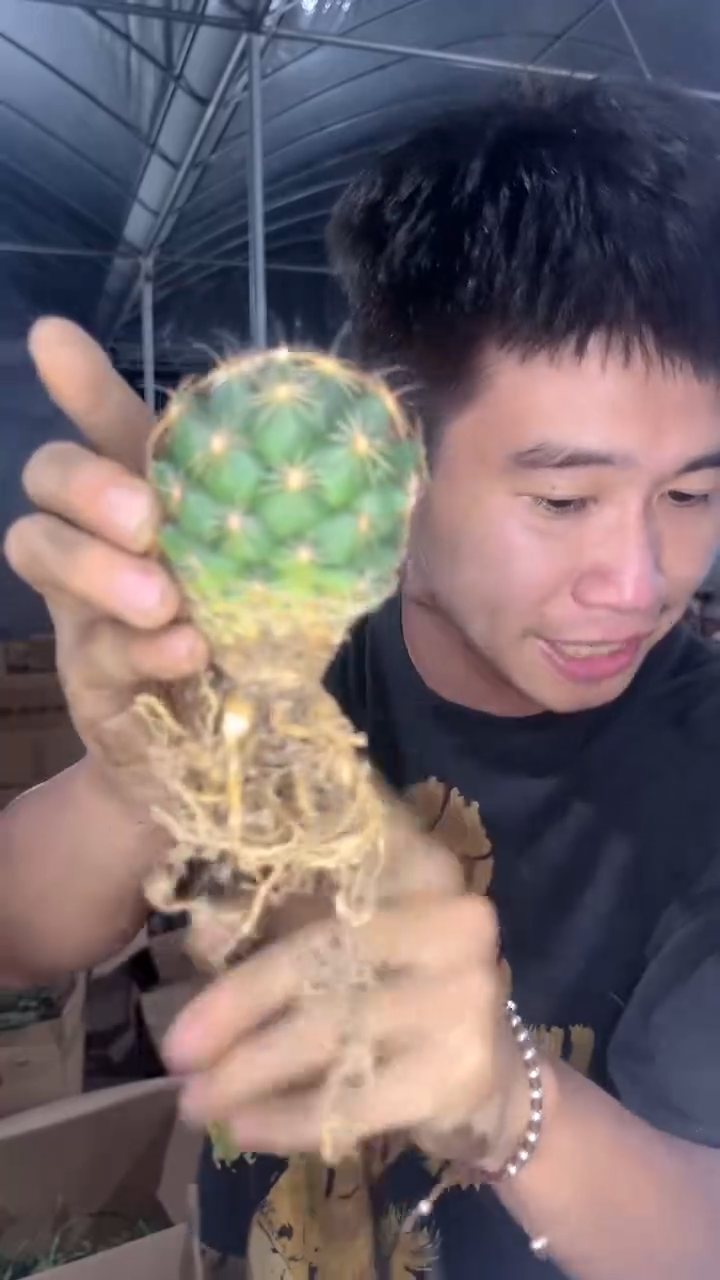 实生根 单头 钢钉
