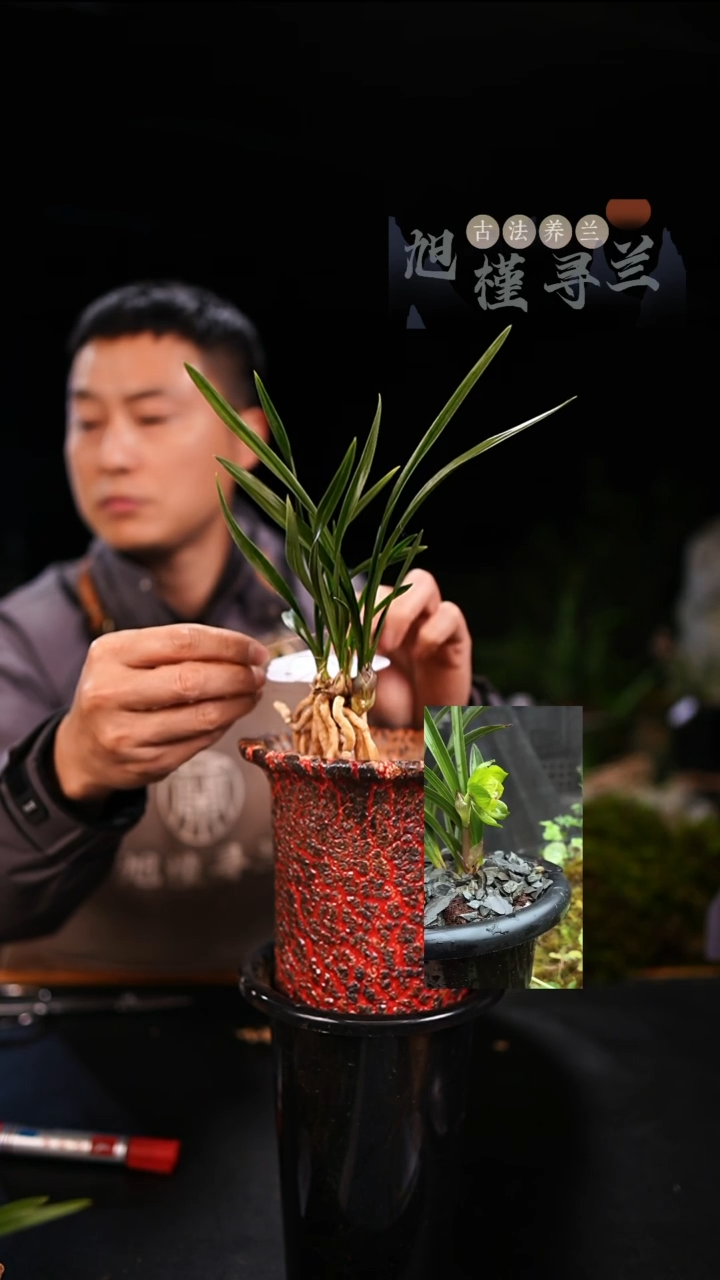 全部花苞黑*周春兰绿云老种（一物一拍）