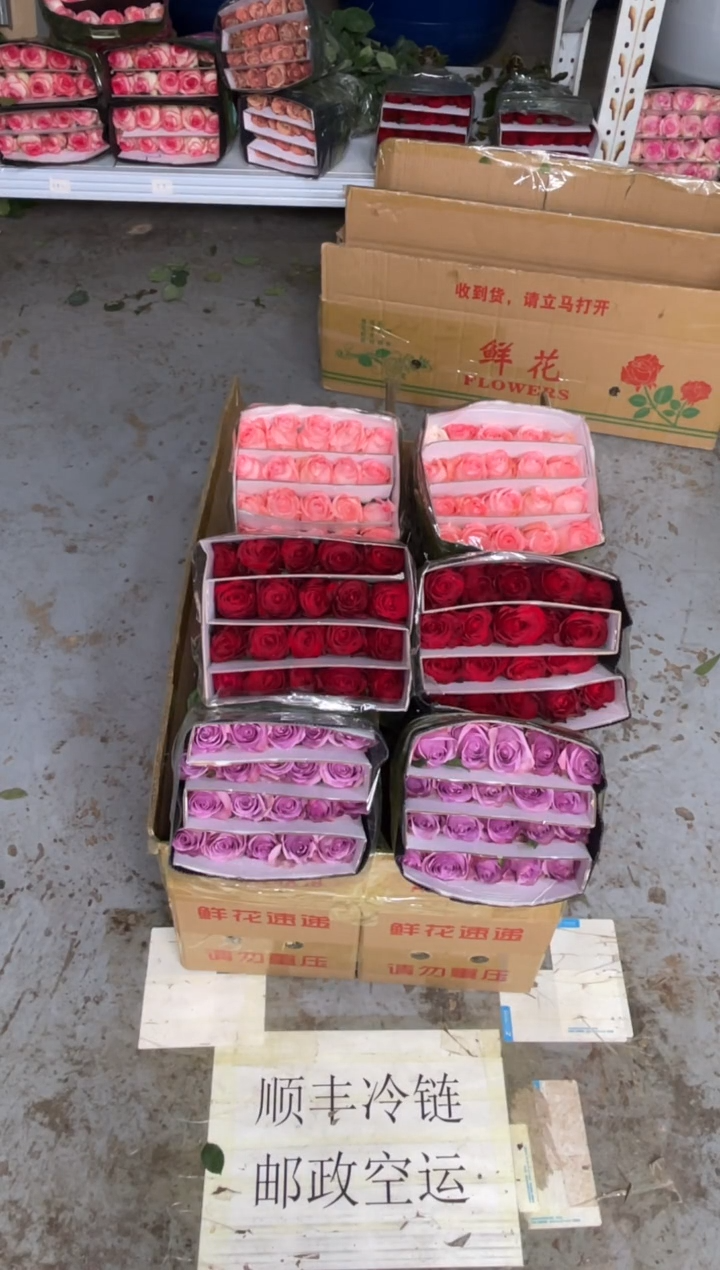 紫霞20枝+高原红20枝+戴安娜20枝