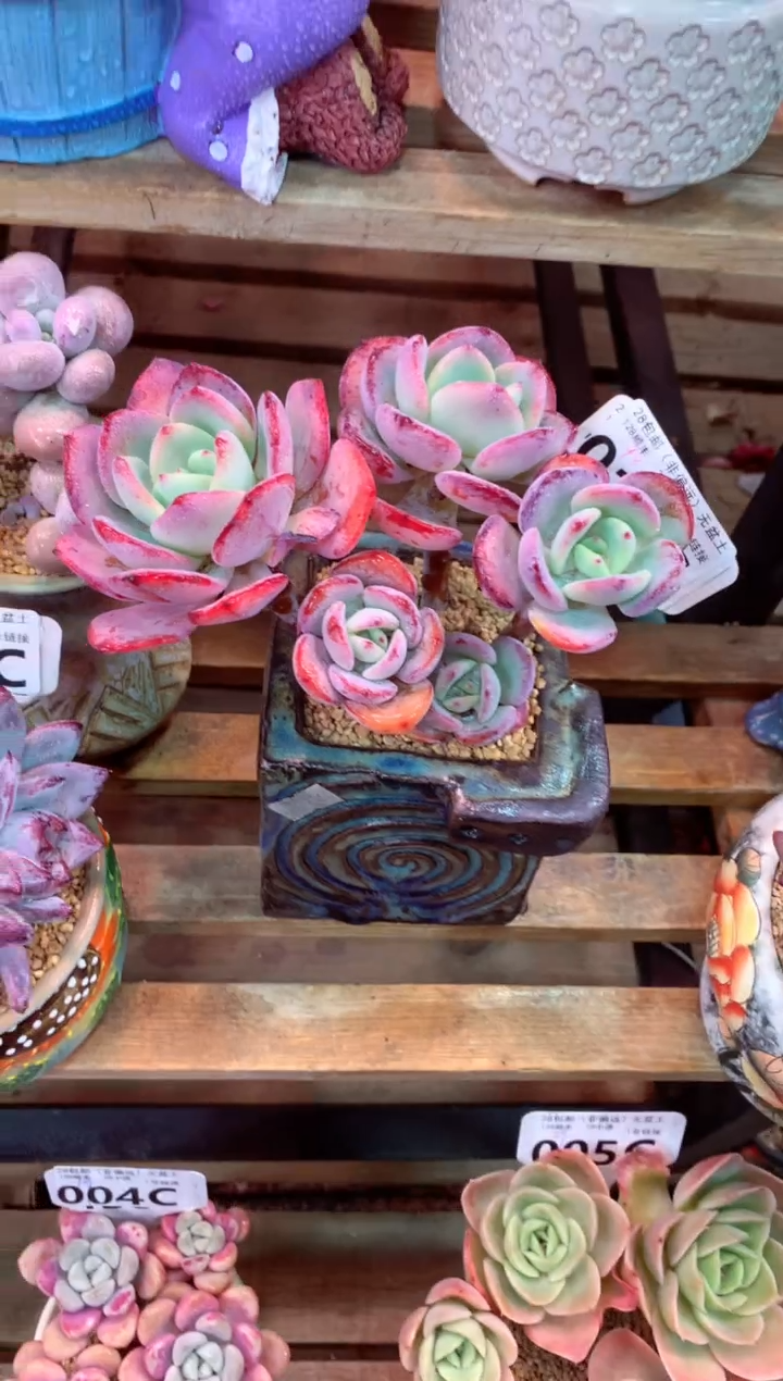 017C（一物一拍，精品多肉，w所见即所得 ）