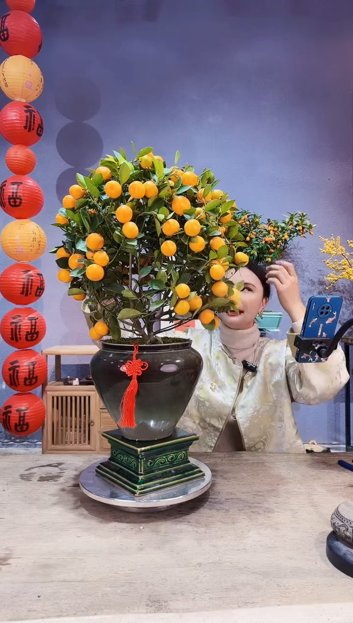 【闪购商品】盆景年桔 009