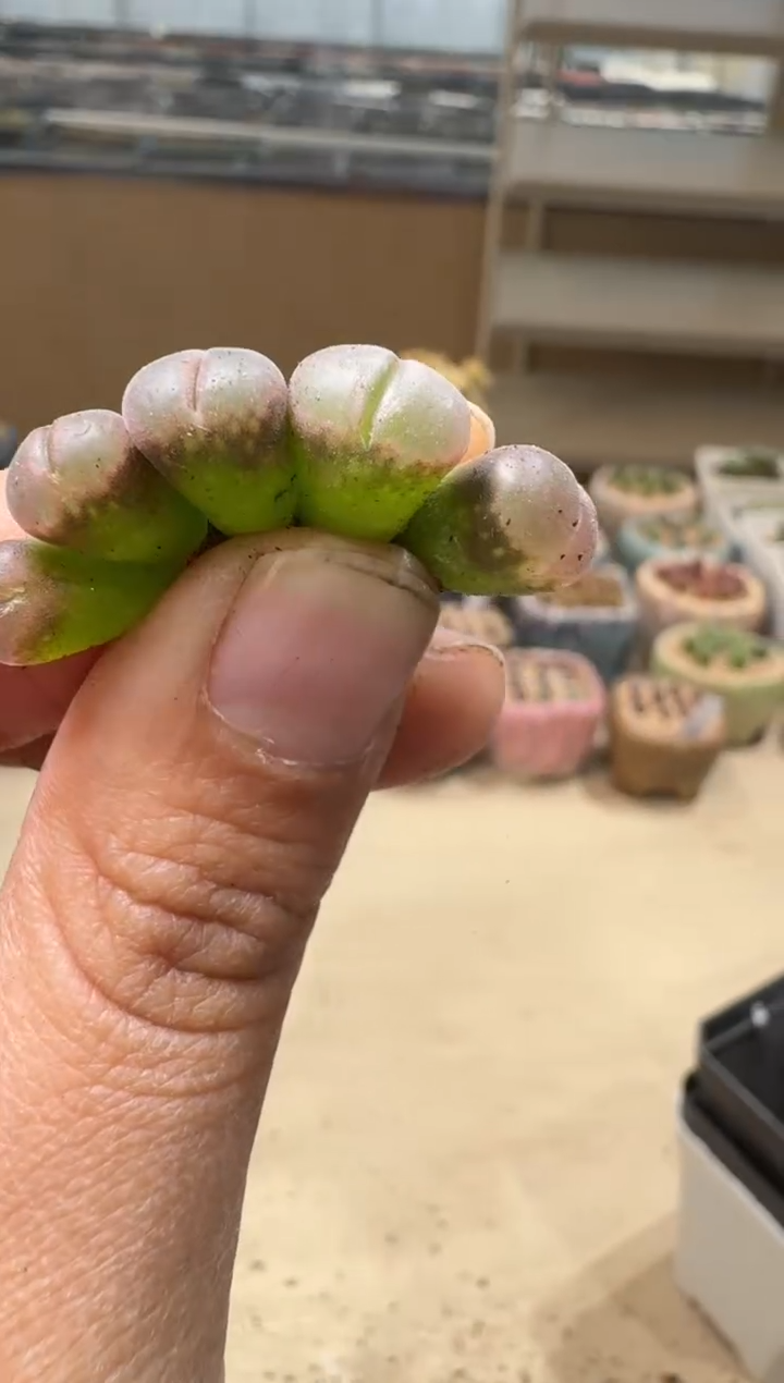 6-26多肉植物肉锥