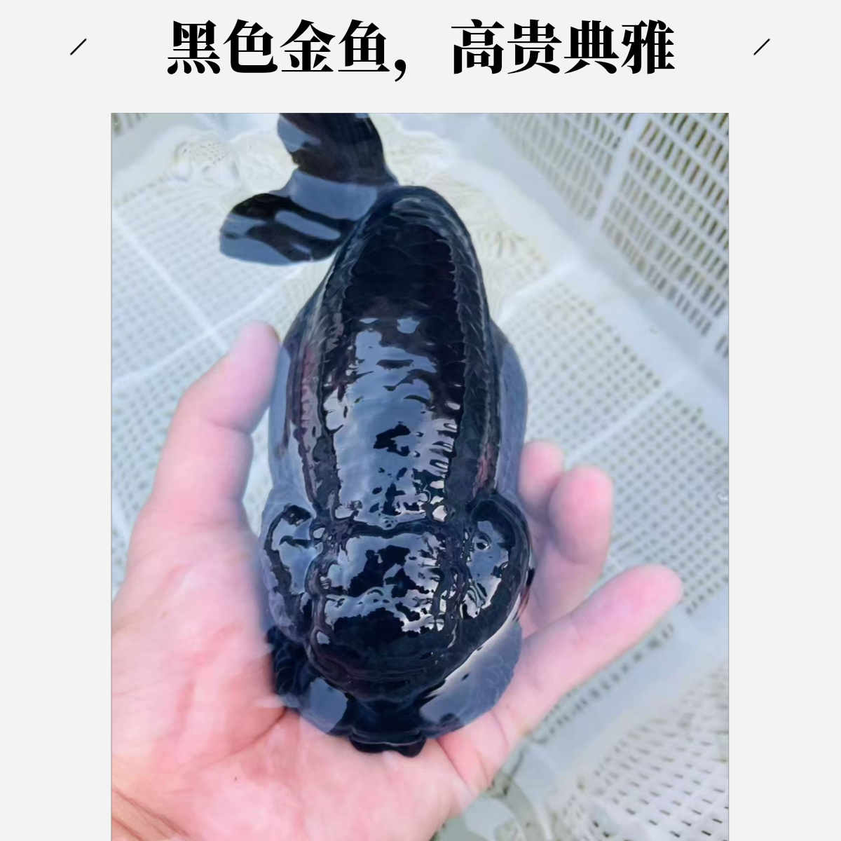 兰寿渔场直销，单鱼单价，以直播为主，奶牛，奶花，红袍，麒麟，重墨等