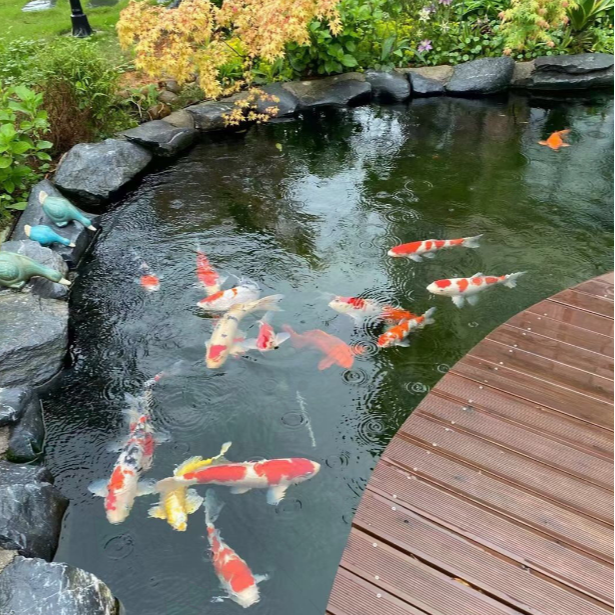 顺丰包邮京东包邮包开箱御三家锦鲤 源头渔场直播开炸 