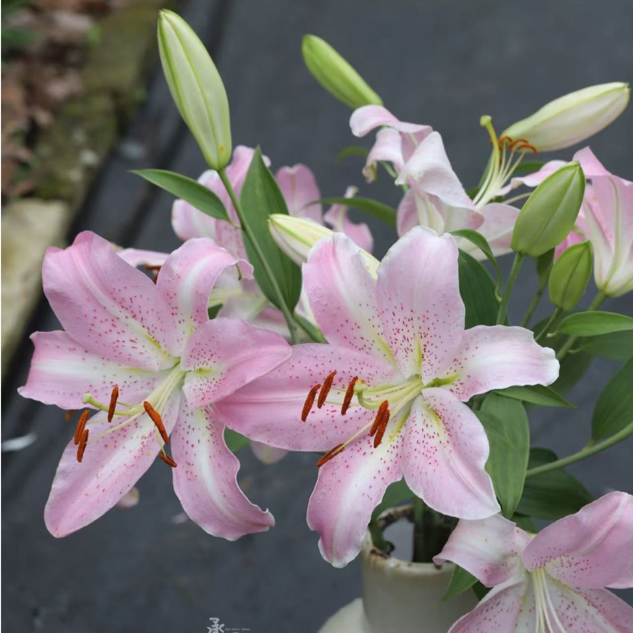 约瑟芬百合鲜花种球多年生植物花卉适合室内阳台庭院栽种