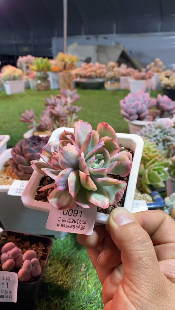 【闪购商品】绮罗锦0091aaaa