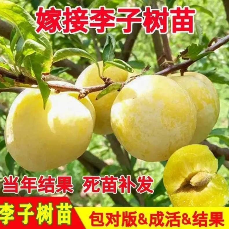 蜂糖李大红袍霸王李五月脆果树李子树苗盆栽地栽种南方北方种植