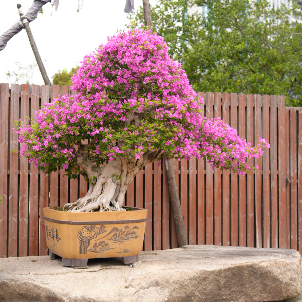 【美美精选】三角梅/老桩/大品/精品盆景(与直播间同价）