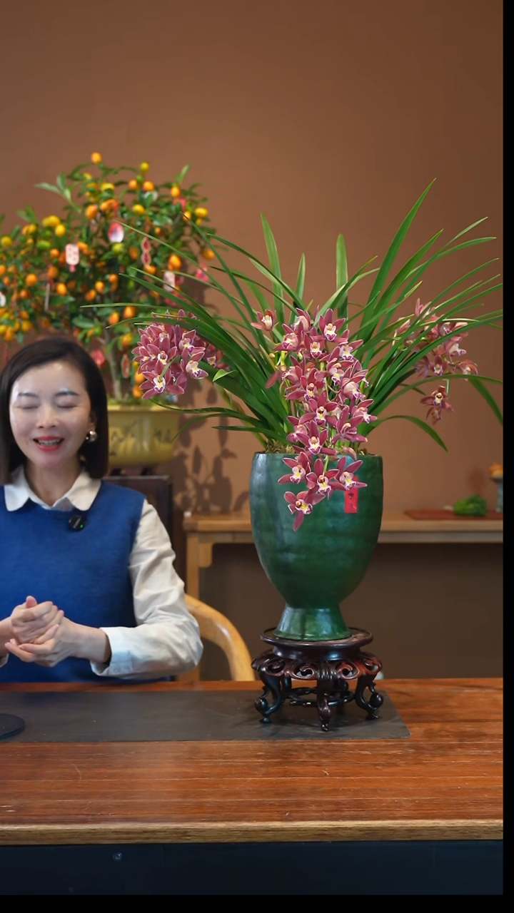 全部花朵红双喜盆景盆景盆景