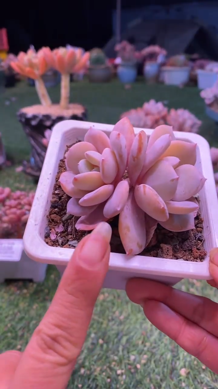 0339《满28包邮发货》