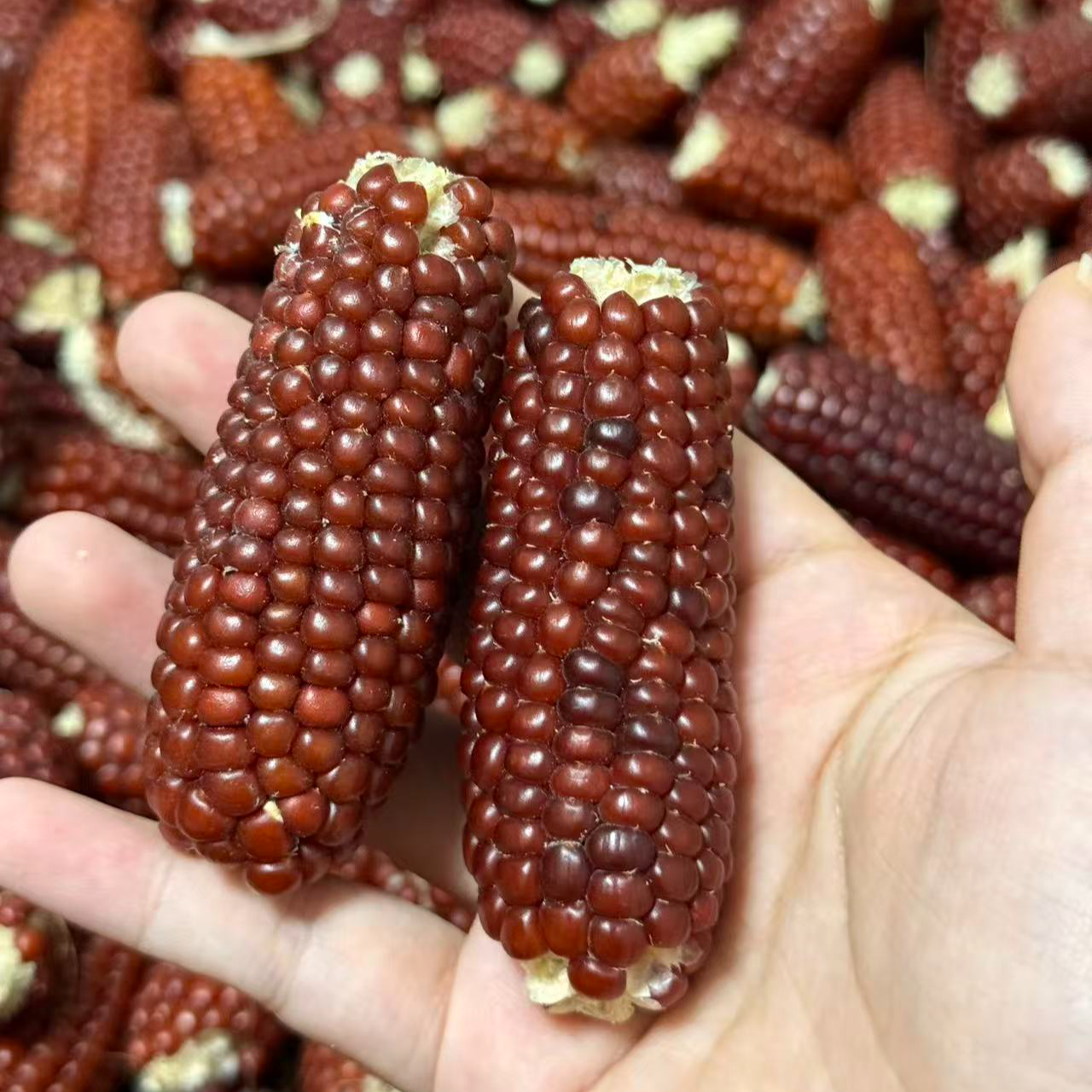 磨牙小玉米仓鼠零食金丝熊