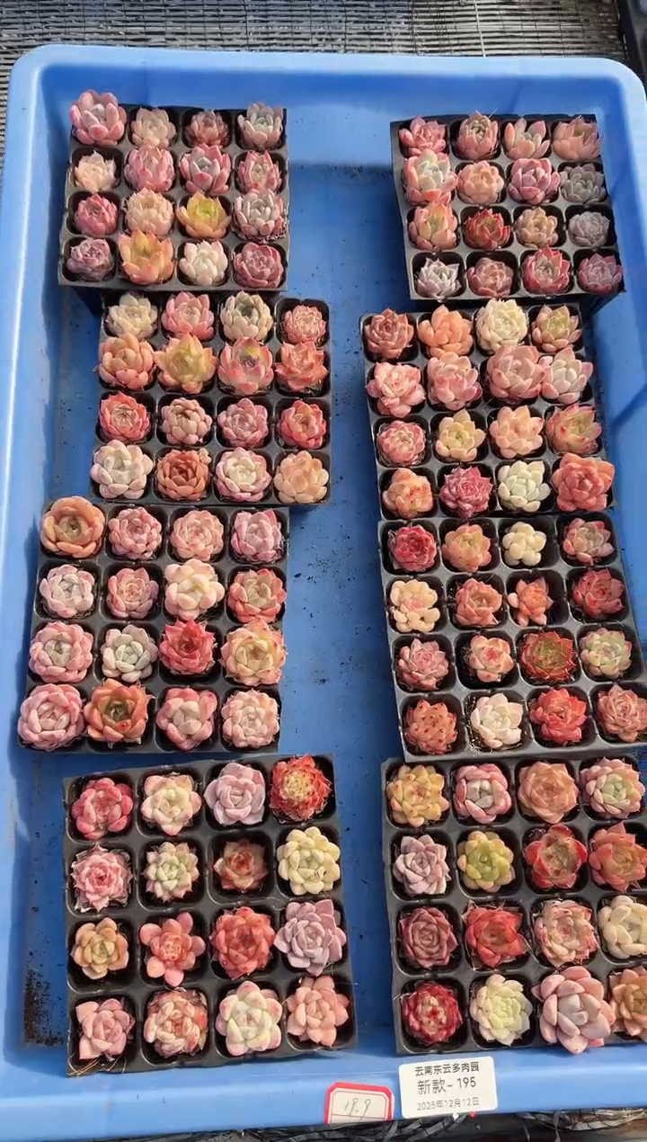 东云多肉园新款-195（其中一份）