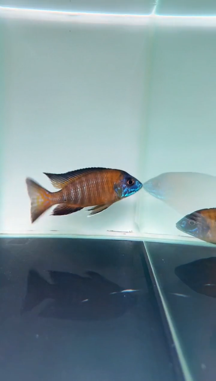 慈鲷鱼尤西娅太阳孔雀8-9cm一条