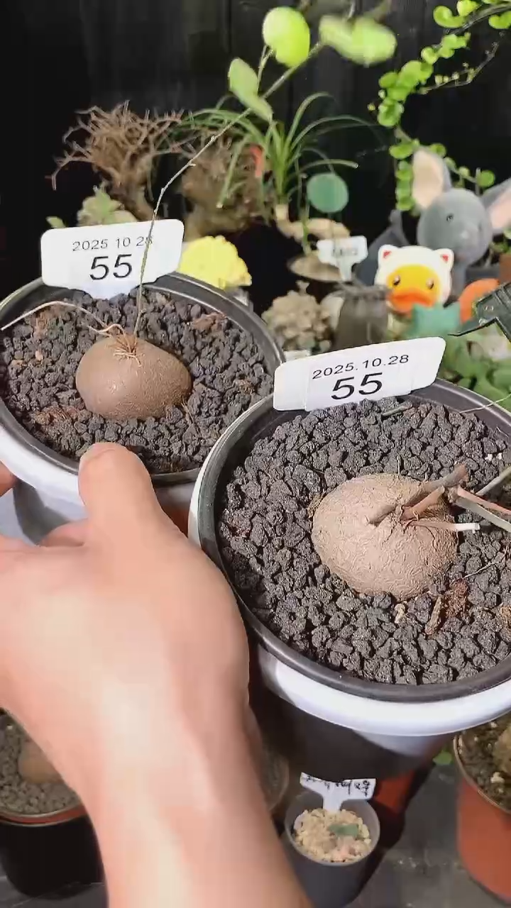 75号1028福利特价南非龟甲龙套餐